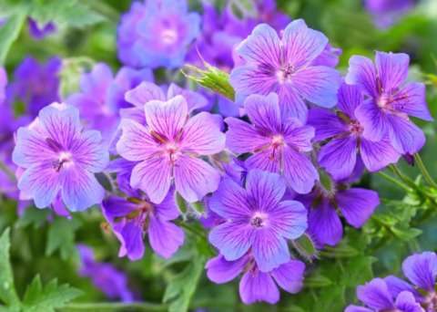 mizzhaleybby onlyfans leaked picture 1